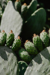 Close-Up Of Prickly Pear Fruits On Cactus