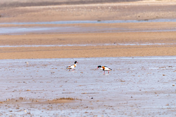 Common Shelduck (Tadorna tadorna)