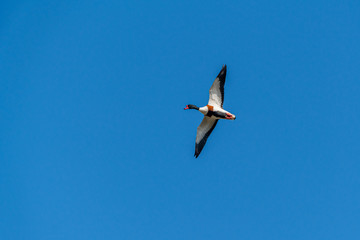 Common Shelduck (Tadorna tadorna)
