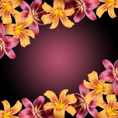 Beautiful floral background of orange and burgundy lilies. Isolated 