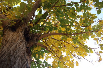 tree, plane, majestic, autumn