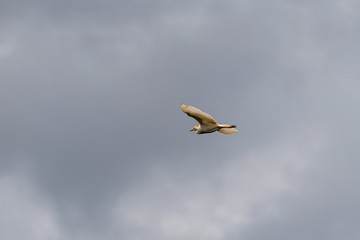 Cattle egret (Bubulcus ibis) in Costa Rica