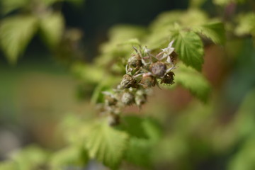Unreife Himbeeren (Rubus idaeus)