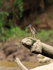 Green Heron (Butorides virescens) in Costa Rica