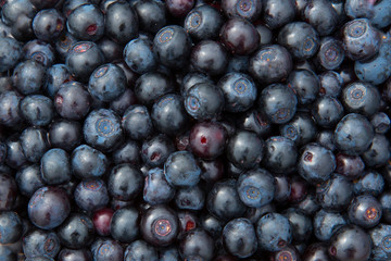 Blueberries fresh from the forest. Close up. . Healthy diet.