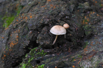 桜の木の根に生えた謎キノコ