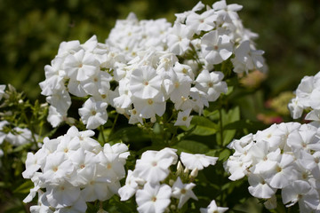 Summer flowers. Many white flowers in the meadow close-up.