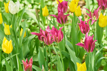 blooming field of purple and yellow tulips, floral background