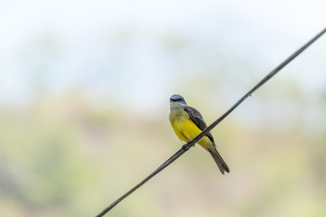 Grey-capped Flycatcher (Myiozetetes granadensis) in Costa Rica
