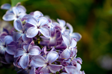 Fototapeta na wymiar nice lilac with beautiful bokeh