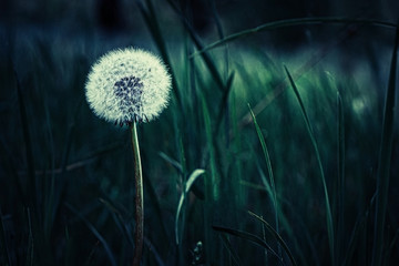 lonely, white dandelion on a dark background