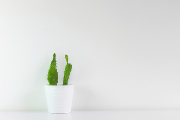 Small green cactus, freshly planted in white pot with white background. Minimalist photo