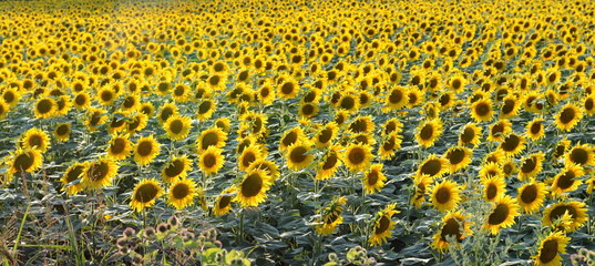 Sunflower field. Panoramic view on sunflower field.