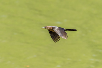 Common Grackle (Quiscalus quiscula) in Costa Rica
