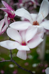 magnolia sulange tulip tree