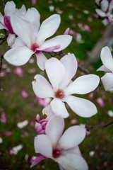 magnolia sulange tulip tree