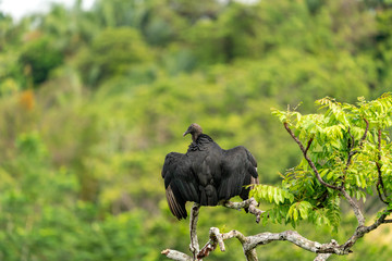 Black Vulture (Aegypius monachus) in Costa Rica