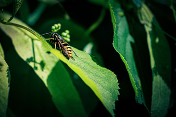 wasp on green leaves, wildlife.