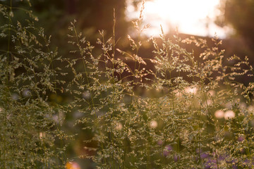 Tall grass illuminated by bright sunshine