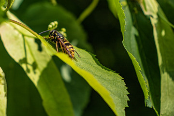 wasp on green leaves, wildlife.