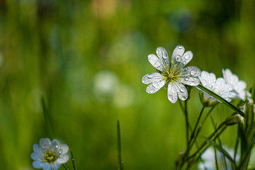 common starwort, common starwort, stitchwort, lesser stitchwort, grass like starwort .