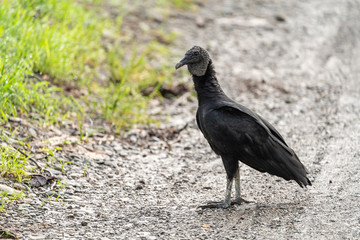 Black Vulture (Aegypius monachus) in Costa Rica