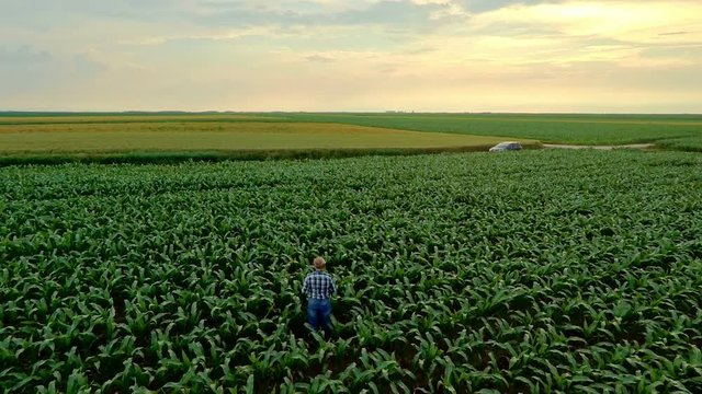 Aerial view of senior farmer standing in corn field examining crop.