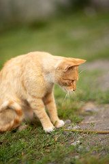 Cute red tabby kitten playing in green grass. Ginger cat with green eyes.