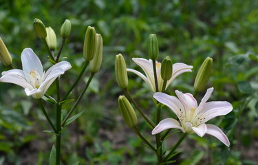 Fototapeta premium Lilium candidum (Madonna Lily) in a Country Cottage garden
