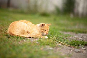 Cute red tabby kitten playing in green grass. Ginger cat with green eyes.