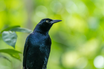 Common Grackle (Quiscalus quiscula) in Costa Rica