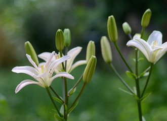 Lilium candidum (Madonna Lily) in a Country Cottage garden