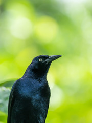 Common Grackle (Quiscalus quiscula) in Costa Rica