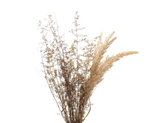 Common bulrush and yellow field flowers isolated on white background with clipping path