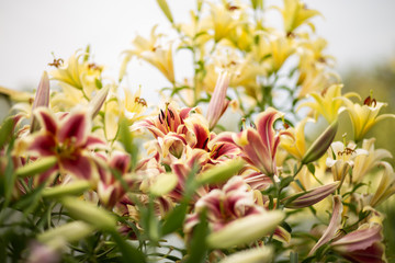 Red and  yellow lilies. Beautiful Lily flowers on blue sky background. Lilium flowers in the garden. Close-up. Gentle lily texture.