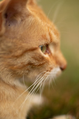 Cute kitten. Ginger cat muzzle with green eyes. White mustache. Close-up.