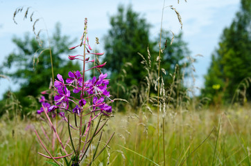 Medicinal plant: Khamenei narrow-leaf with bright flowers grows in the coniferous forest