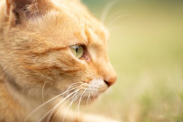 Cute kitten. Ginger cat muzzle with green eyes. White mustache. Close-up.