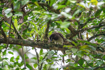 Brown Jay (Cyanocorax morio) in Costa Rica
