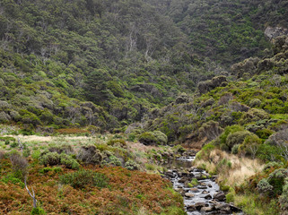Regenwald Australien an der Great Ocean Road