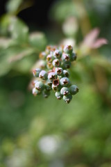Unreife Heidelbeeren (Vaccinium myrtillus)