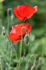 Fototapeta premium Rote Mohnblüten