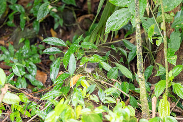Buff-rumped Warbler (Myiothlypis fulvicauda) in Costa Rica