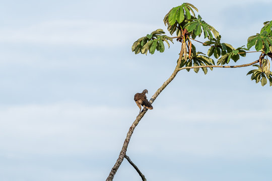 Grey-headed chachalaca (Ortalis cinereiceps) in Costa Rica