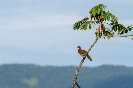 Grey-headed chachalaca (Ortalis cinereiceps) in Costa Rica