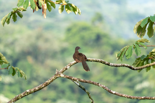 Grey-headed chachalaca (Ortalis cinereiceps) in Costa Rica