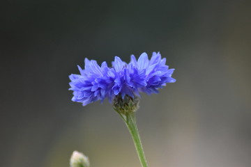 Kornblumen (Centaurea cyanus)