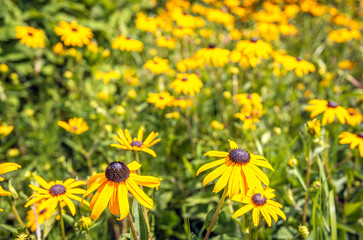Black-eyed Susan from close