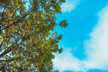 green treetop with blue sky