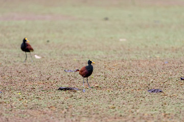 Northern Jacana (Jacana spinosa) in Costa Rica